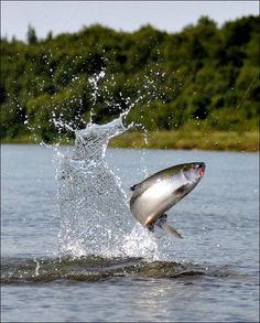 Scofield fish jumping