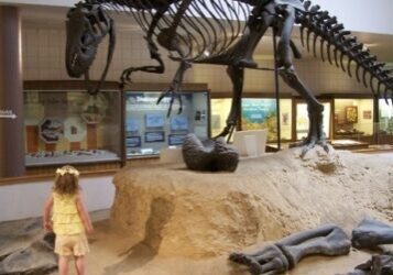 dinosaur dinosaur