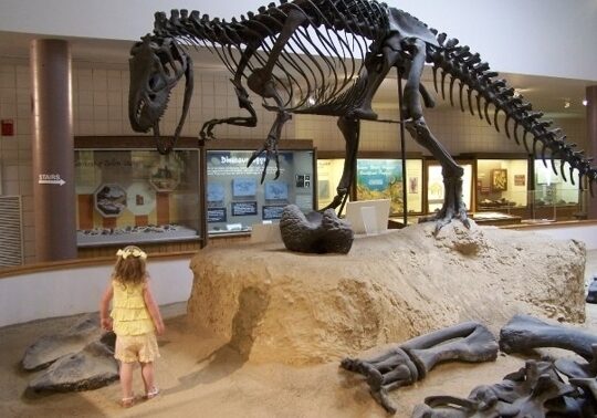 dinosaur dinosaur