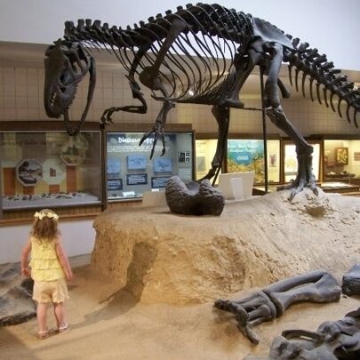 dinosaur dinosaur