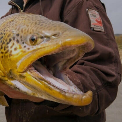 fishy